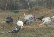 Në Maqedoni gjeli i detit shumë pak gatuhet për festat e fundvitit