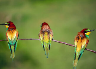10-11 Maj Dita Botërore e Shpendëve shtegëtar